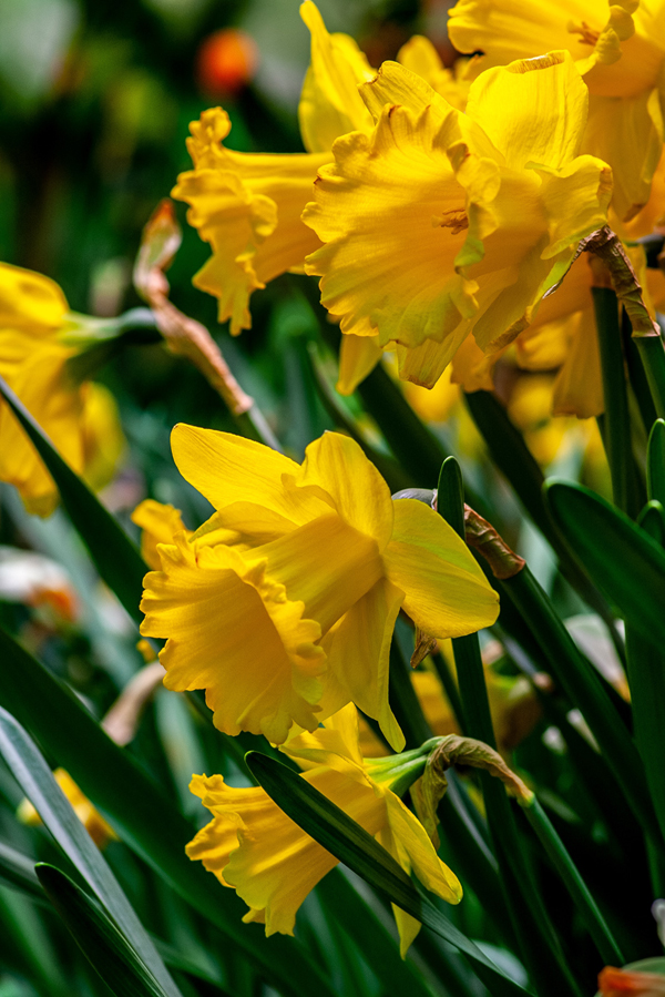 Daffodils